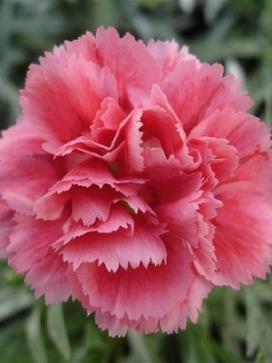 DIANTHUS Super Trouper Silver Pink